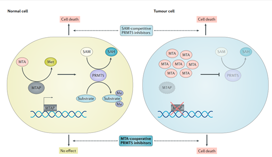 合成致死赛道的后起之秀：PRMT5/MAT2A抑制剂