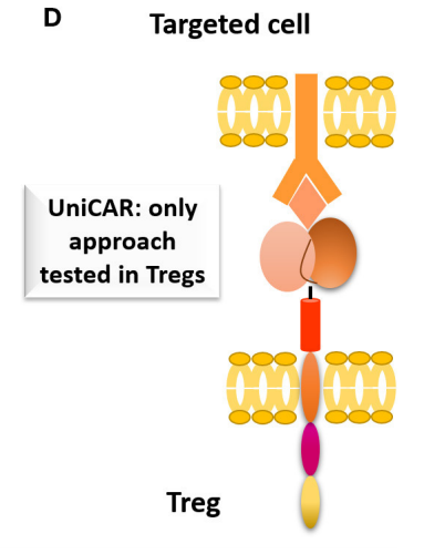 Treg的未来：CAR-Treg