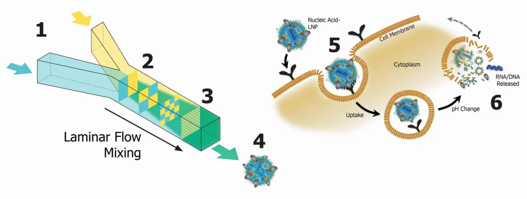 为什么说mRNA新冠疫苗赢在了起跑线上？ ——从mRNA疫苗的成功，看纳米制药技术的应用