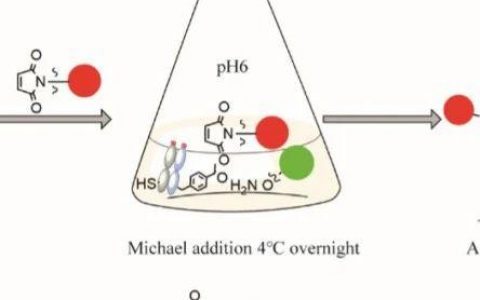 Bioconjugate Chemistry期刊重点推荐！中科院有机所王文元、王召印团队报道双功能ADC新平台