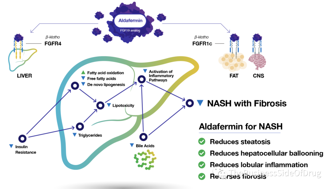 NASH update (May 24th): FGF19 Aldafermin Ph2b ALPINE2/3 data