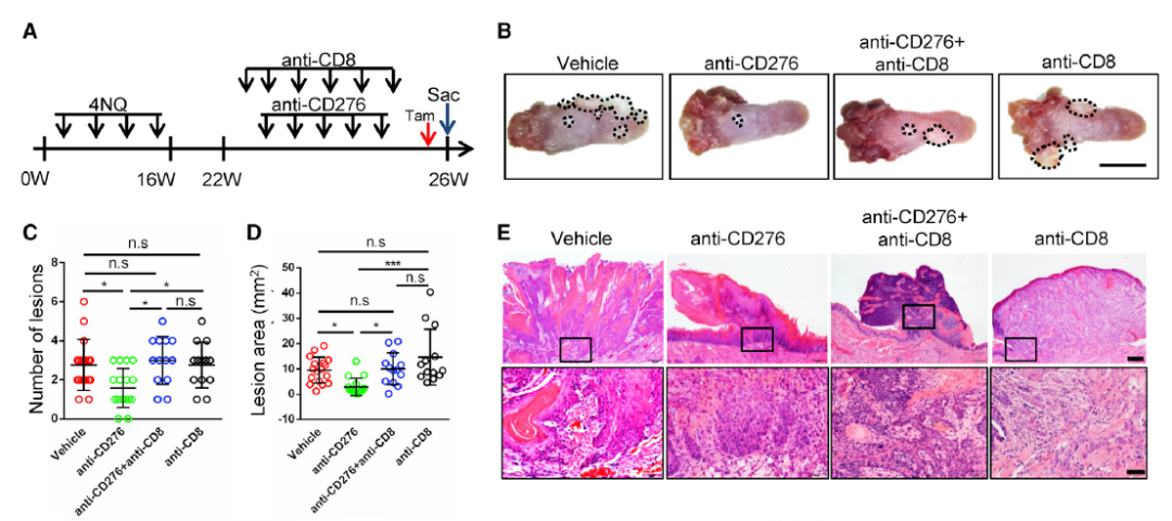 从根上抑制癌症：王存玉院士团队证实，阻断CD276能够清除癌症干细胞