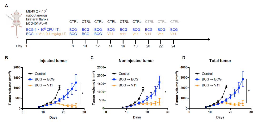 Science子刊：解决毒性问题，Fc优化的CD40激动性抗体可诱导持续性抗肿瘤反应