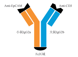 辉瑞BCMA×CD3双抗暂停患者入组，双抗药物安全性如何？