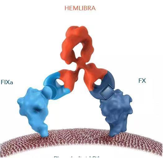 辉瑞BCMA×CD3双抗暂停患者入组，双抗药物安全性如何？