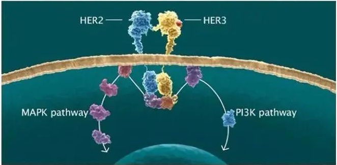 与HER2的天壤之别？HER3究竟能否成药！