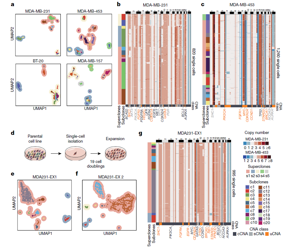 Nature：新型单细胞测序技术，揭示乳腺肿瘤生长过程中持续积累遗传突变