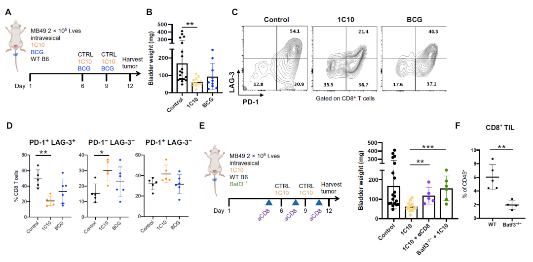 Science子刊：解决毒性问题，Fc优化的CD40激动性抗体可诱导持续性抗肿瘤反应