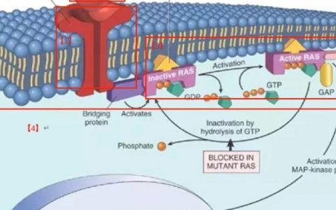 KRAS靶点的前世今生