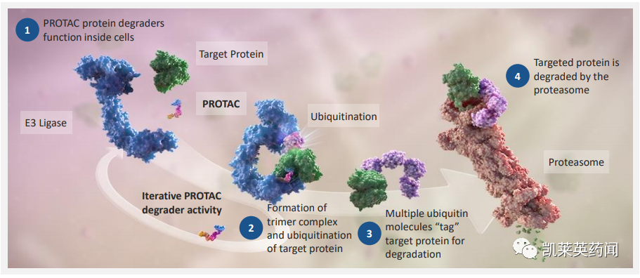未来可期的PROTAC：全球最新研发进展