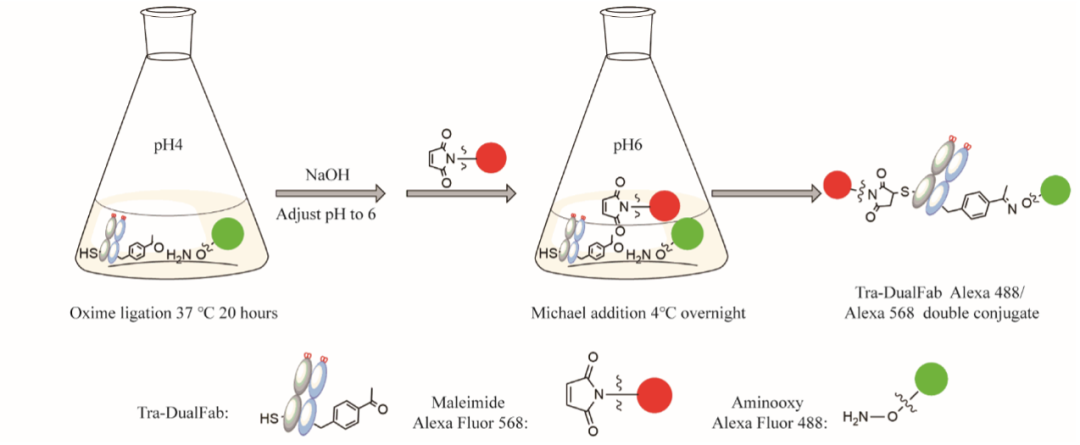 Bioconjugate Chemistry期刊重点推荐！中科院有机所王文元、王召印团队报道双功能ADC新平台