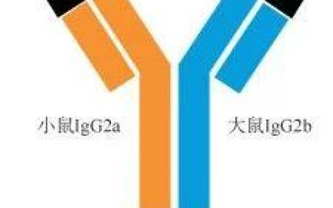 辉瑞BCMA×CD3双抗暂停患者入组，双抗药物安全性如何？