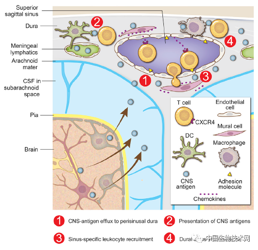 大脑享有“免役特权”？Cell：免疫监视从未间断