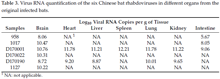 Viruses：石正丽课题组在中国蝙蝠种群中发现新型弹状病毒