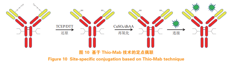 定点偶联技术在抗体药物偶联物中的应用
