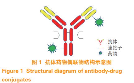定点偶联技术在抗体药物偶联物中的应用