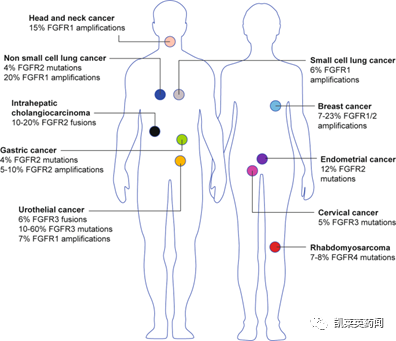 FGFRs，下一个不限癌种的新靶标？