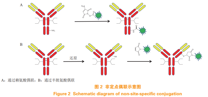 定点偶联技术在抗体药物偶联物中的应用