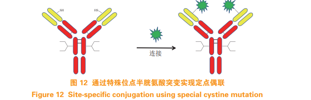 定点偶联技术在抗体药物偶联物中的应用