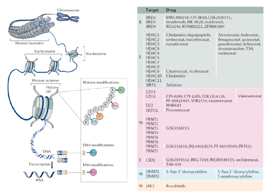 「表观遗传学」药物概览——肿瘤精准医疗的全新道路！