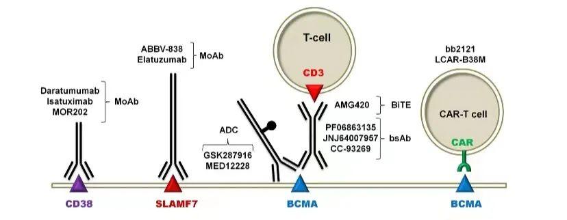 基于BCMA靶点的CAR-T及双抗的悲喜二重奏