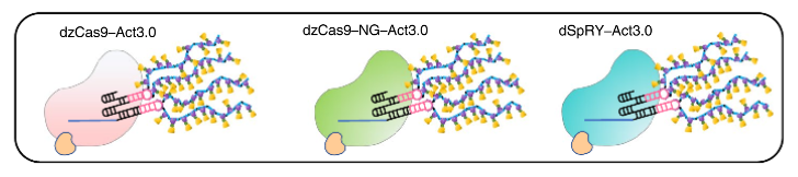 CRISPR 3.0 来了，一次激活多个基因表达，将在育种领域大显身手