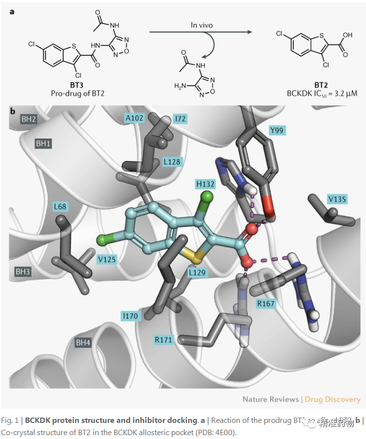 【nature子刊】BCKDK：一个有潜力的新激酶靶标，有望用于代谢和肿瘤性疾病