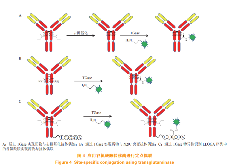 定点偶联技术在抗体药物偶联物中的应用