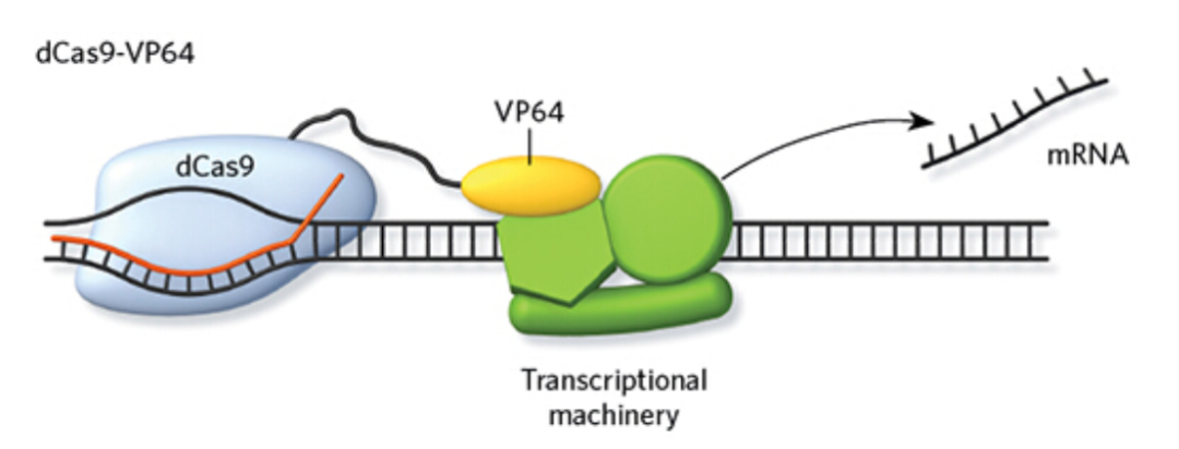 CRISPR 3.0 来了，一次激活多个基因表达，将在育种领域大显身手