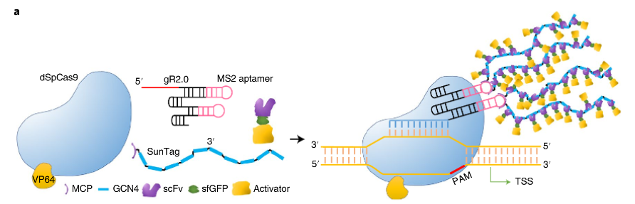 CRISPR 3.0 来了，一次激活多个基因表达，将在育种领域大显身手