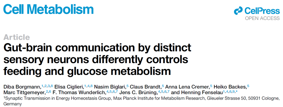 Cell子刊：大脑通过肠道中的这两种神经元，平衡到底吃多少，并精准调控血糖水平