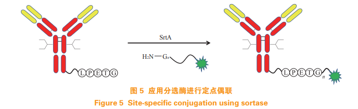 定点偶联技术在抗体药物偶联物中的应用