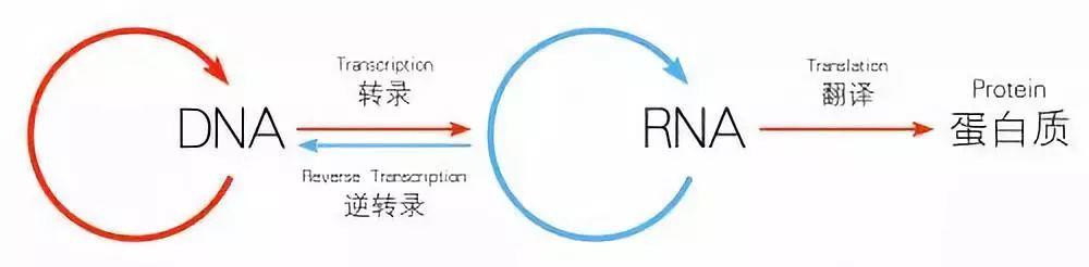 改写教科书！人类细胞可将RNA序列写入DNA，生命基本定律中心法则遭挑战！