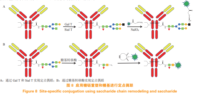 定点偶联技术在抗体药物偶联物中的应用