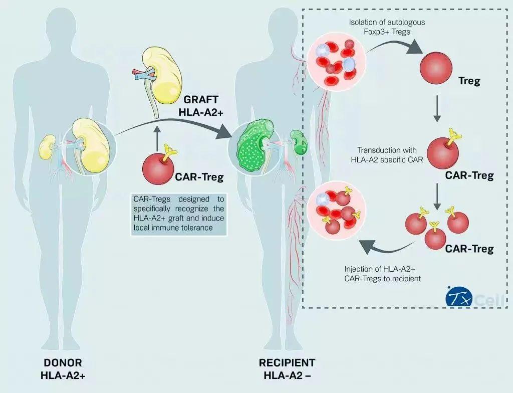 CAR-Treg：能否成为自免市场的黑马？