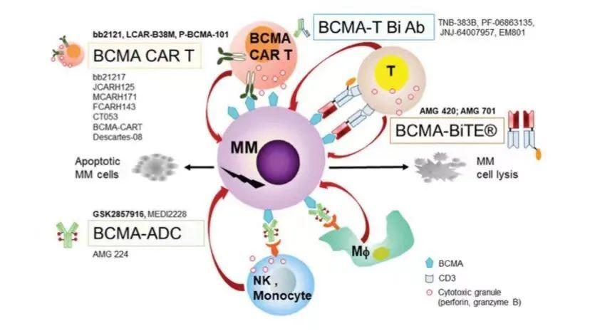 基于BCMA靶点的CAR-T及双抗的悲喜二重奏