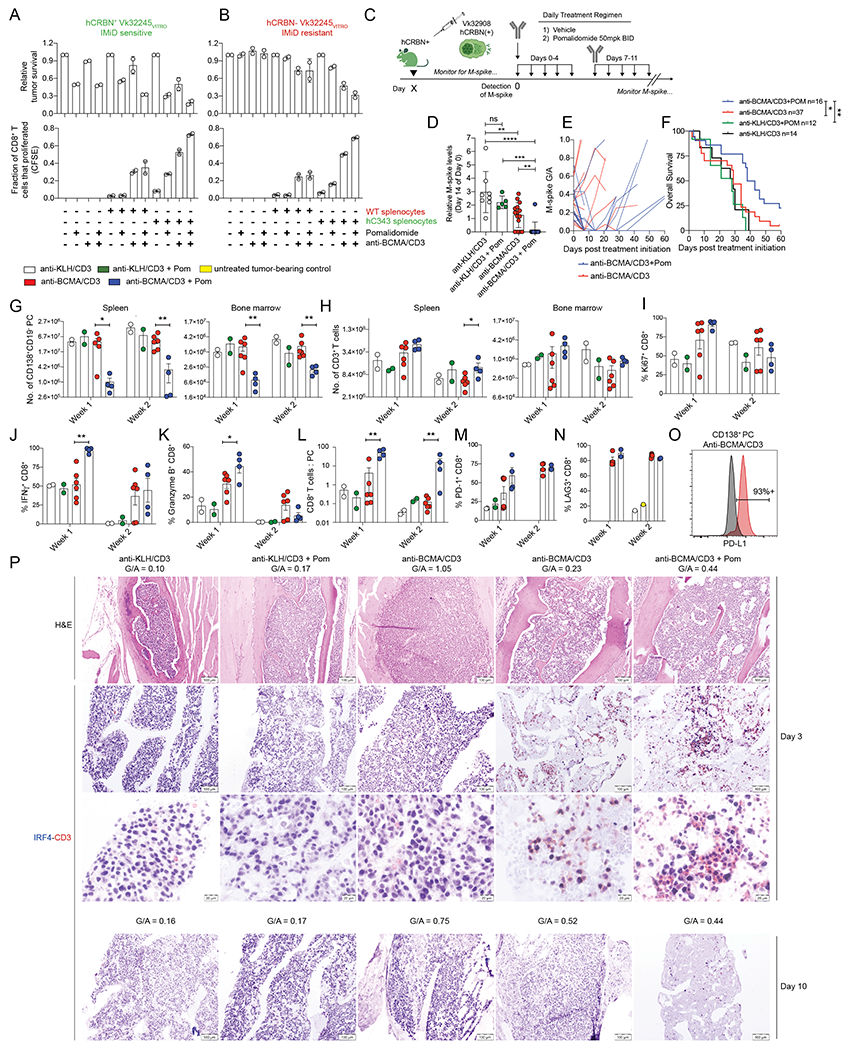 BCMA/CD3双抗：强强联合 VS 强弱联合，谁更易突围？