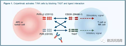 TIGIT，能复制PD-1/CTLA-4的奇迹吗？