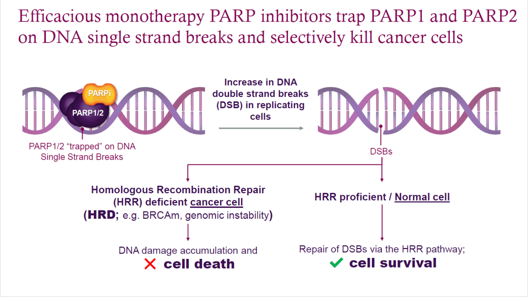 PARP抑制剂: 杂谈 & 结合模式一览