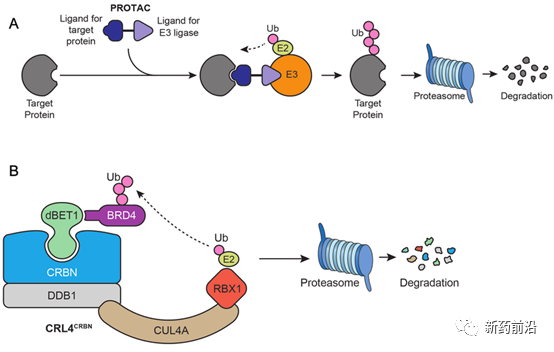 靶向蛋白降解剂：又一颠覆性创新来了