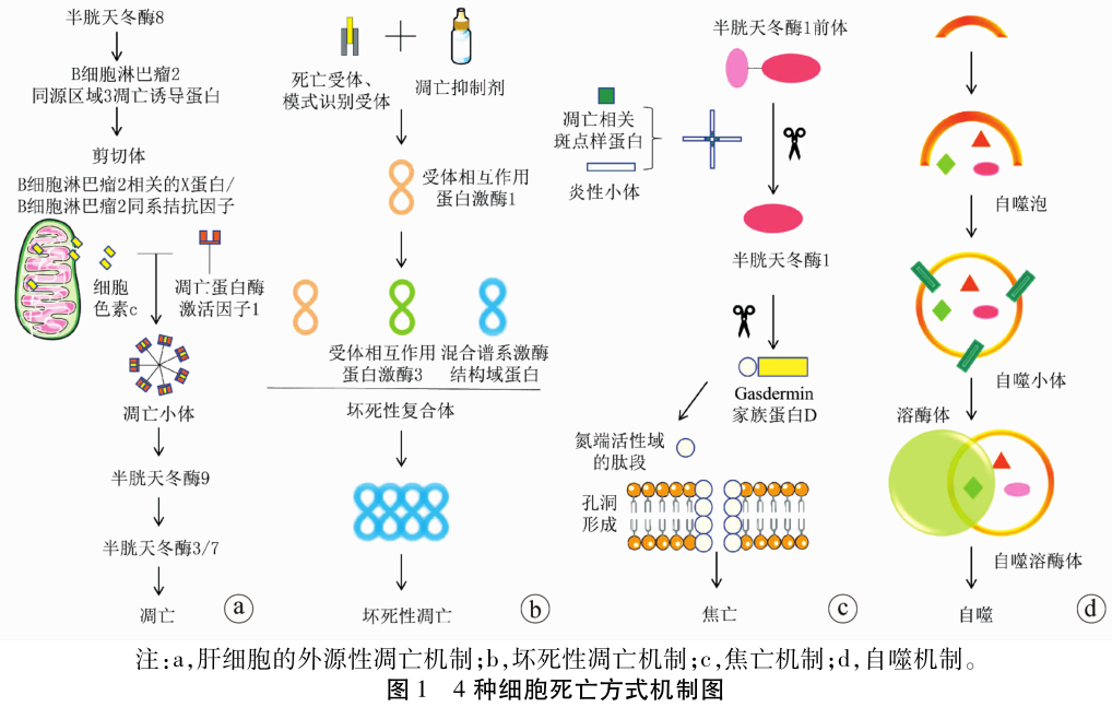 特别关注｜铁死亡与肝脏疾病