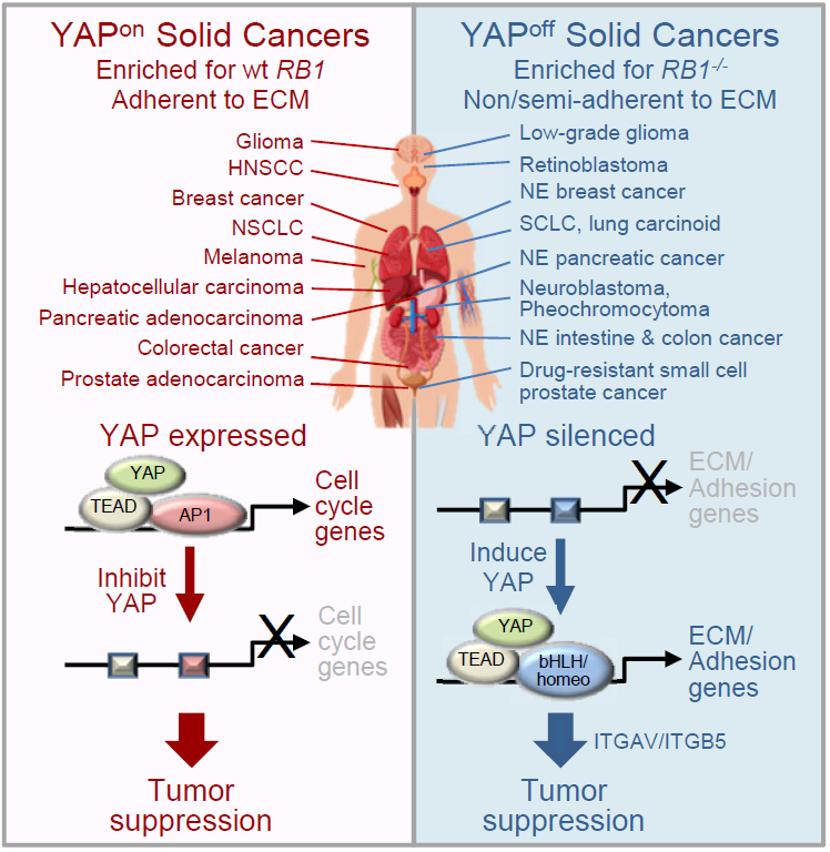 重磅发现：所有癌症类型可根据YAP蛋白表达与否，分为两类