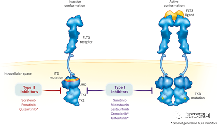挑战恶性血癌，靶向FLT3药物的最新进展