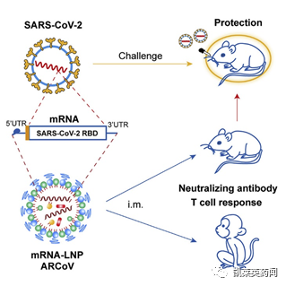 聚焦药靶：面对新冠病毒，mRNA疫苗会是未来的希望吗？