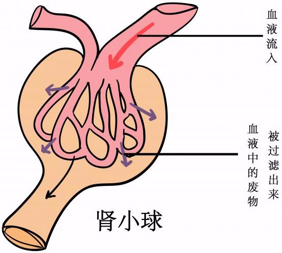 慢性肾病患者的福音！拜耳新药获得FDA批准，一年能卖10亿美元。价格已公布