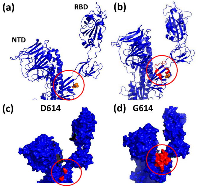 Viruses：揭开SARS-CoV-2刺突蛋白突变的神秘面纱