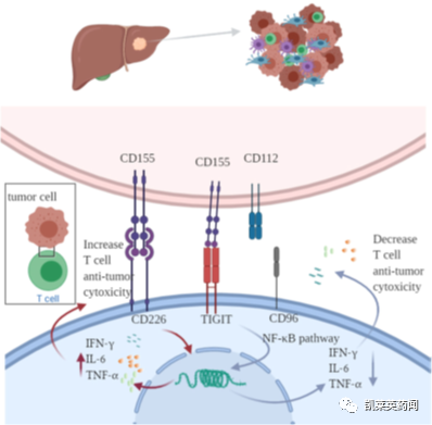 TIGIT，能复制PD-1/CTLA-4的奇迹吗？