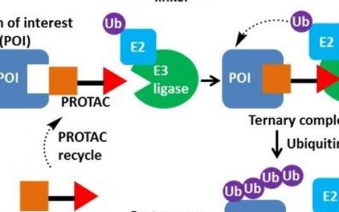 新药研发利器：PROTAC技术（最全解读）