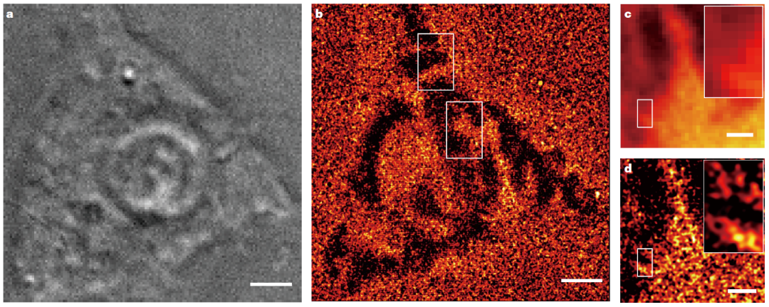 登上Nature封面：浙大冯建东团队开发新型超高分辨率显微镜，像数星星一样观察分子