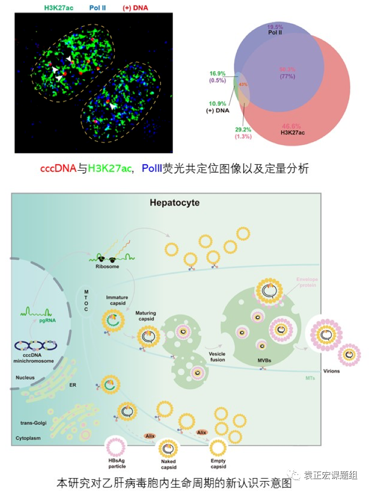 “眼见为实”：袁正宏课题组 “绘制”乙肝病毒在肝细胞内的复制时空动态全景图